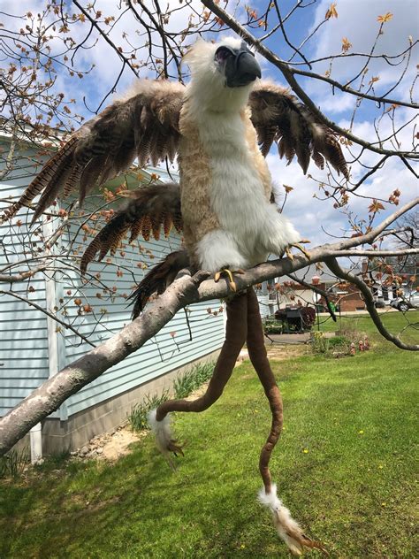 animal thunderbird|thunderbird animal pictures.